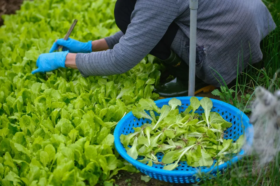 Vườn rau của Hồ Đắc Vũ